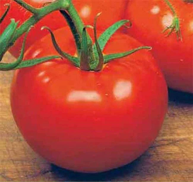 ACE 55 VF Tomato Seeds Bulk 300 Low Acid Variety for Home Garden, Canning & Cooking Solanum lycopersicum