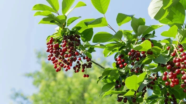 Pin Cherry Seeds Pack of 10+ | Prunus pensylvanica | Deciduous Cherry Tree for Garden Planting