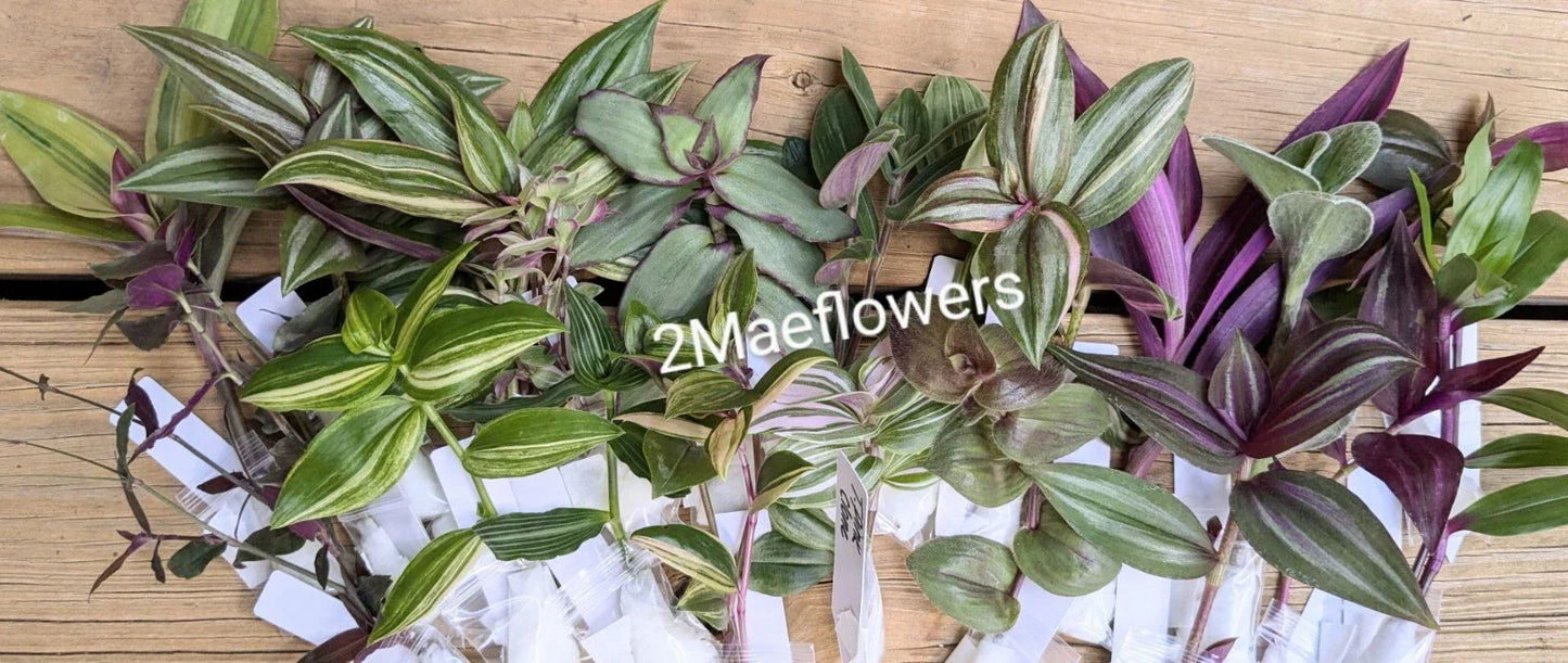 Tradescantia Cuttings - 10 Varieties of Commelinaceae for Indoor Propagation and Decor - Wandering Jew Plants