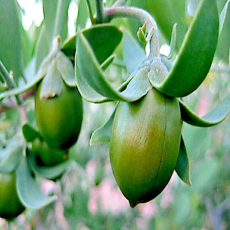 Jojoba Tree Seeds - Organic Simmondsia chinensis - Rare Medicinal Oil Plant - Grow Your Own Sustainable Garden
