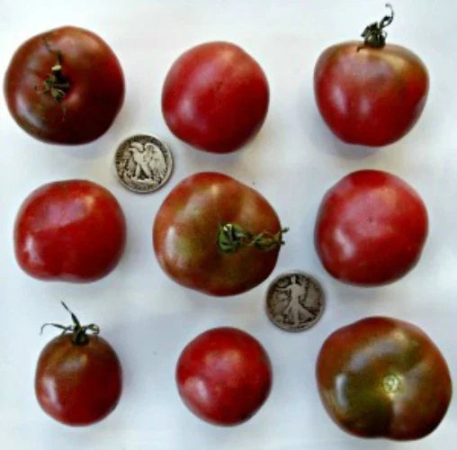 Brandywine Black Tomato Seeds - Heirloom Solanum lycopersicum - Dark Purple Fruit - 25+ Fresh Seeds for Home Garden Planting