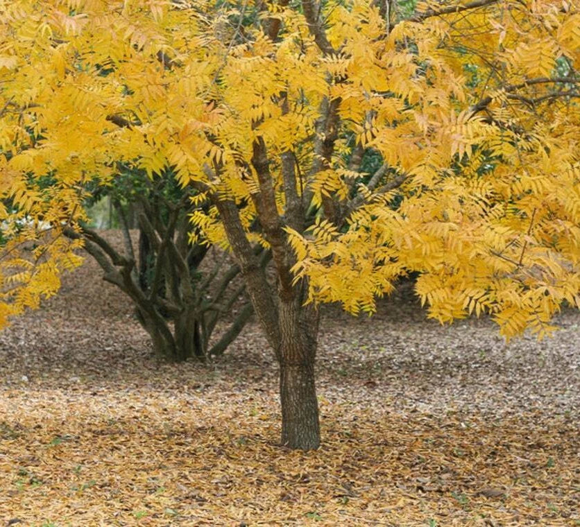 Thornless Honey Locust Trees - 18-24 Inch Bare Root Live Plants - Gleditsia triacanthos f. inermis for Landscaping