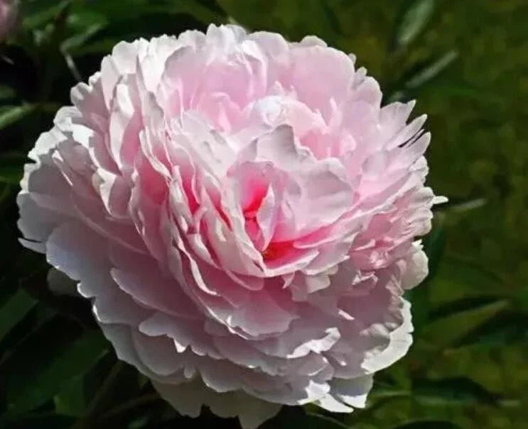 Peony Seeds 10pc - Exotic Paeonia spp. Garden Flower Seeds for Outdoors & Indoor Planting