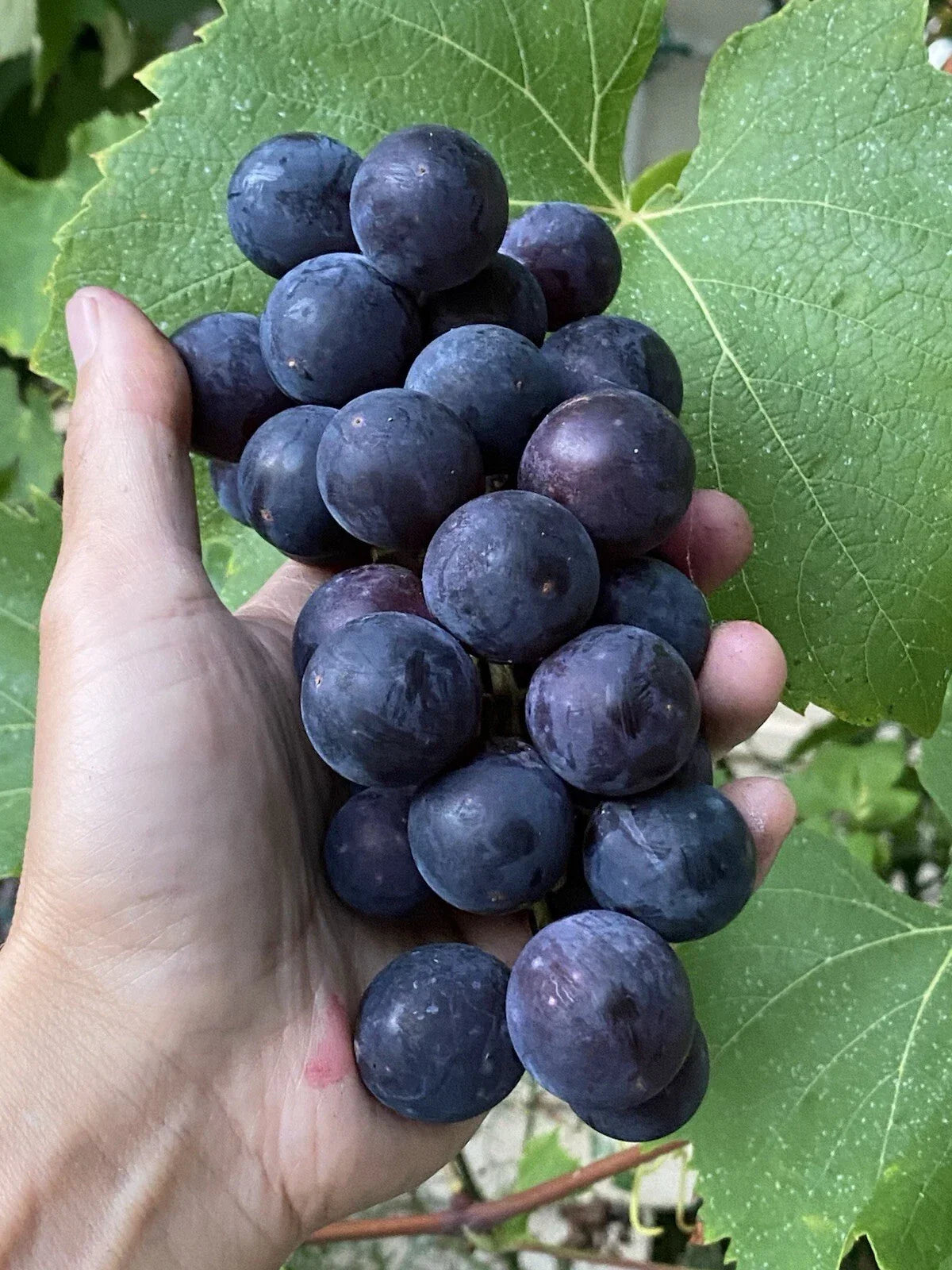 Everest Grape Cuttings 4 Pack Vitis vinifera for Grafting and Rooting Healthy Vine Propagation