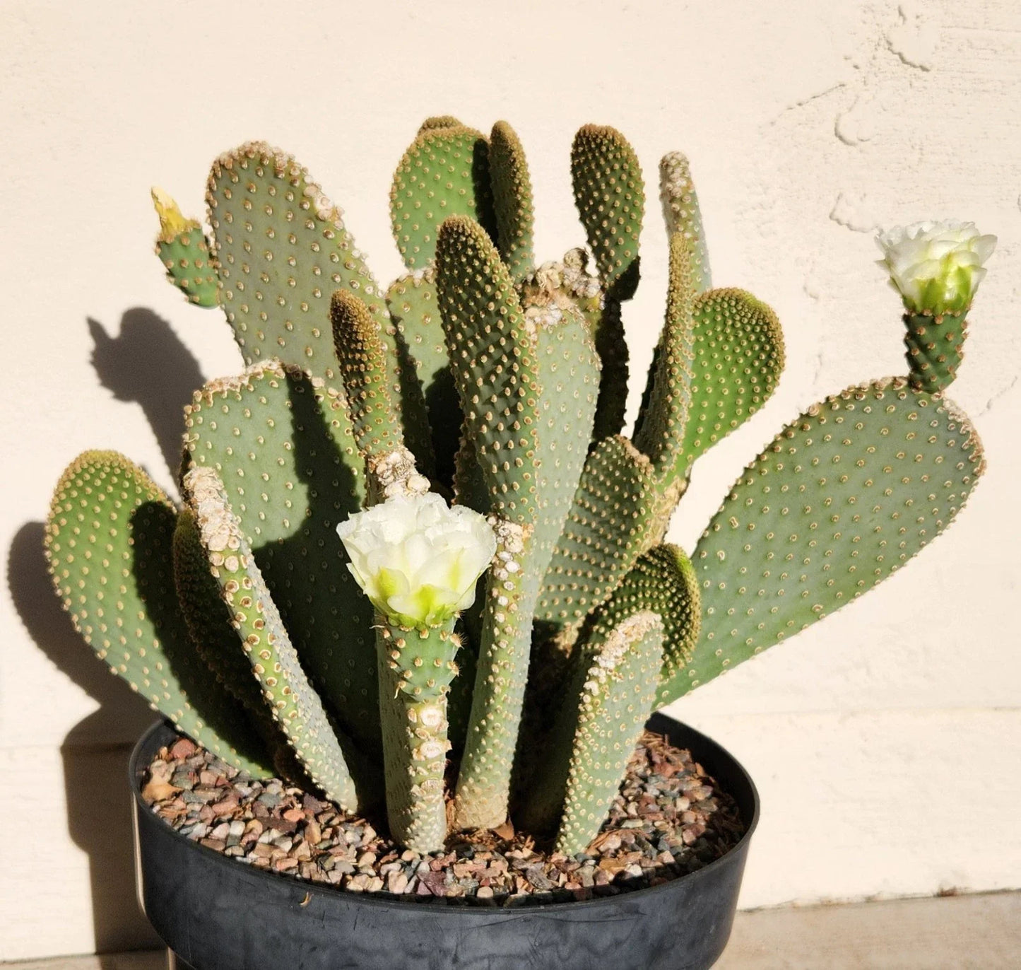 Prickly Pear Cactus Pad Cutting – Opuntia basilaris White Flower Live Plant for Succulent & Desert Garden Enthusiasts