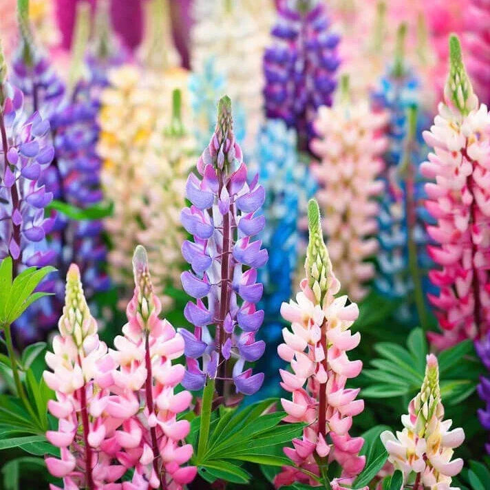 Pixie Delight Lupine Seeds, Non-GMO, 50-1,000 Seeds, Lupinus perennis, Garden Flower Seeds for Pollinator Attracting Blooms