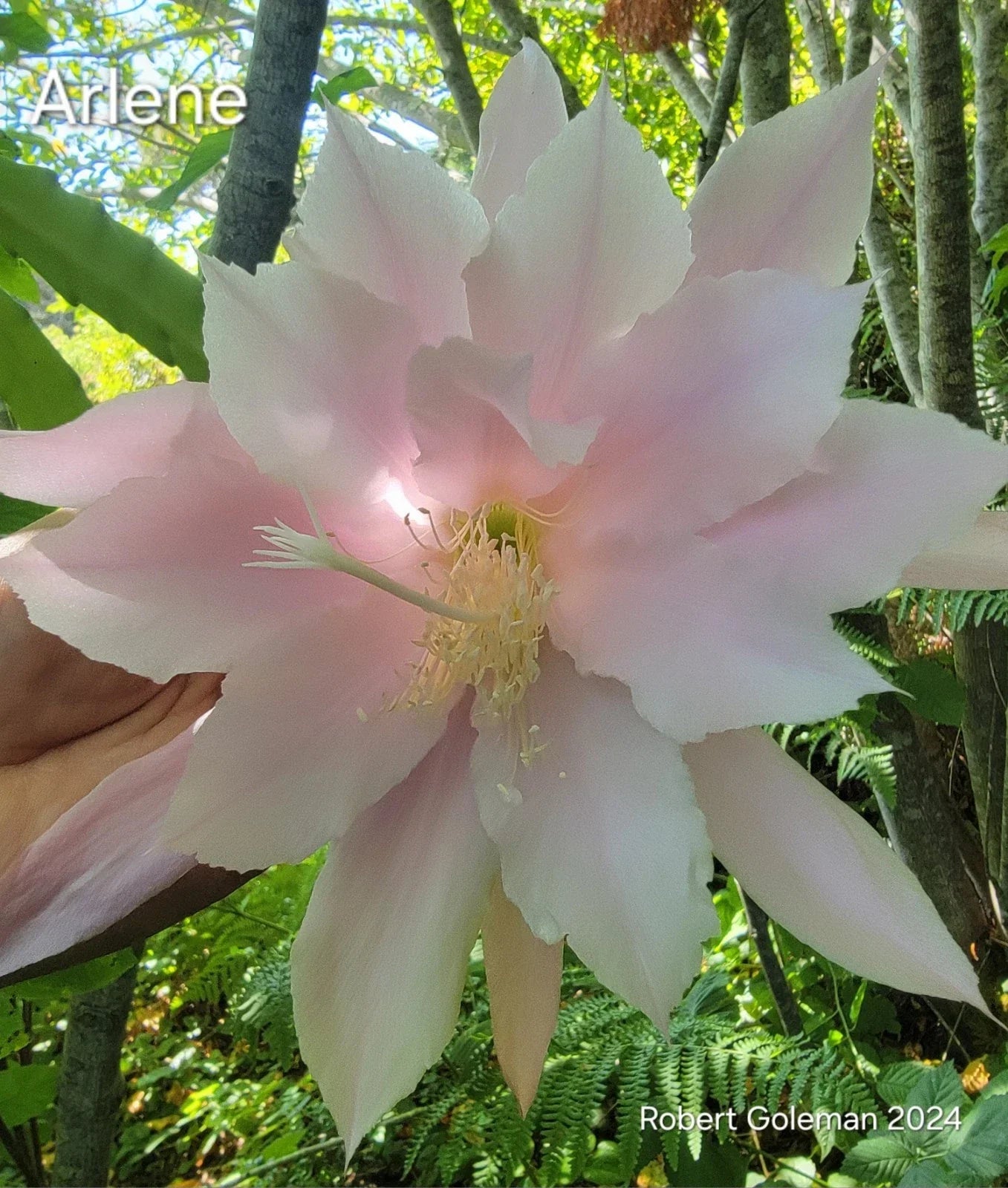 Epiphyllum 'Arlene' Unrooted Cutting - Rare Orchid Cactus, Colorful Succulent Plant Propagation, Epiphyllum oxypetalum