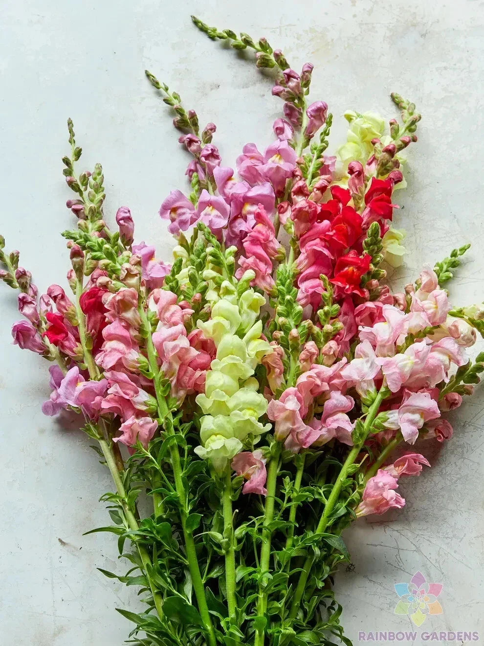 Snapdragon Seeds Mix - 1000+ Antirrhinum majus Garden Seeds for Colorful Blooms, Attract Pollinators, Annual, Full Sun, USA Grown
