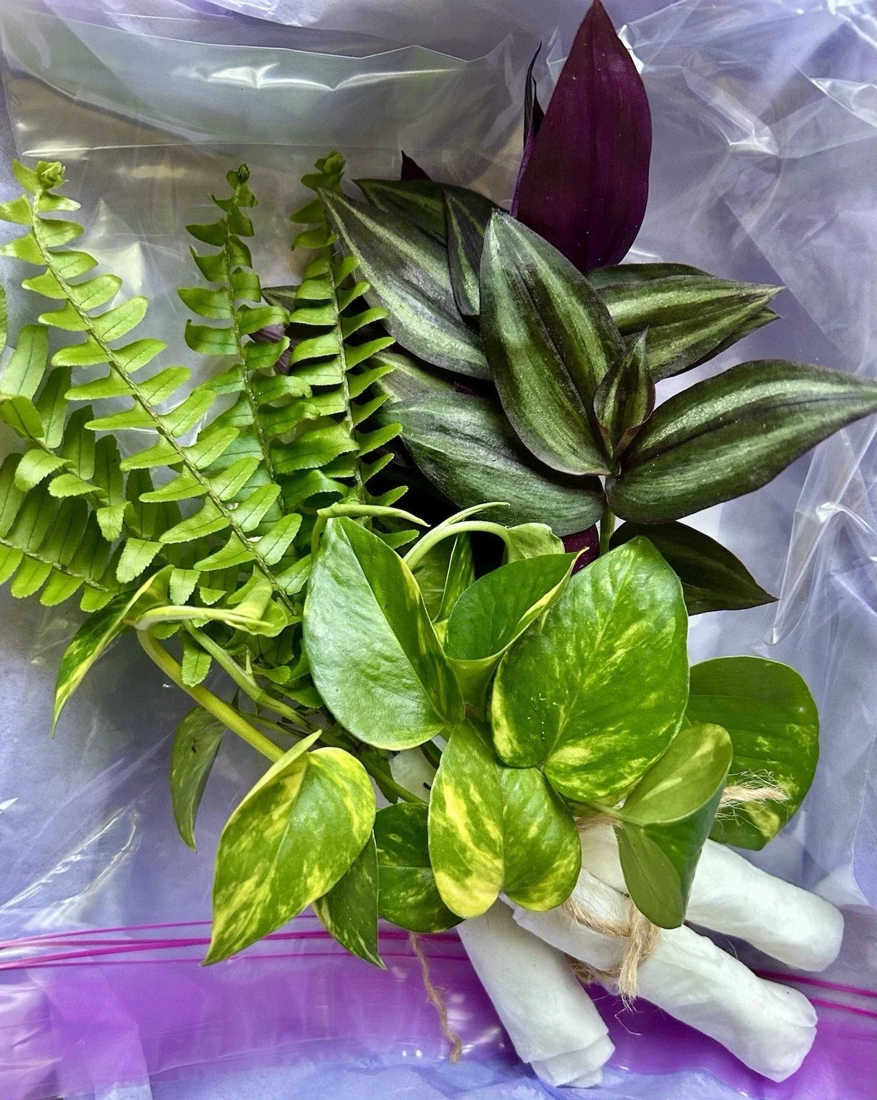 Rooted Plant Cuttings Variety Pack – 15 Assorted Houseplants for Propagation and Gardening