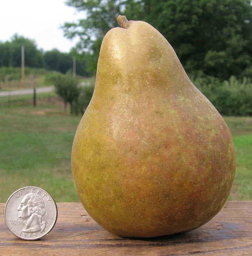 Warren Pear Tree Cuttings Scions – Rooting Grafting, Delicious Pyrus communis, Great Producer, Fruit Tree Propagation
