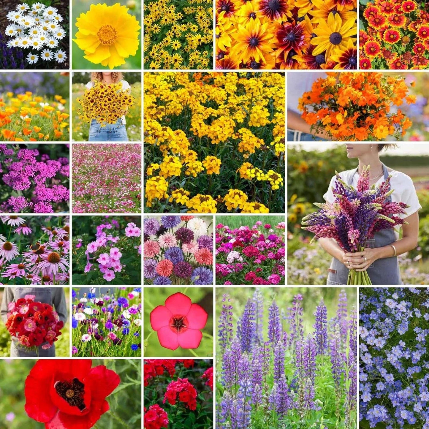 Northeast Wildflower Seed Mix 1/4 lb Native Pollinator Friendly Eco-Friendly Planting for Gardens & Wild Areas