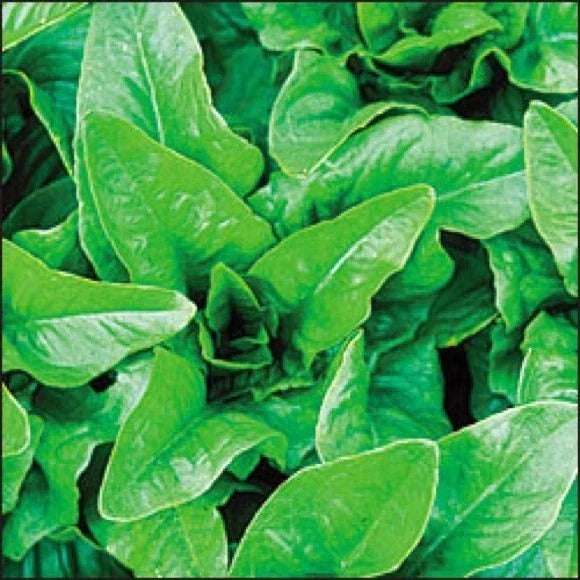 Amish Deer Tongue Lettuce Seeds - Heirloom Non-GMO Leafy Green - Lactuca sativa for Home Gardening and Salad Crops