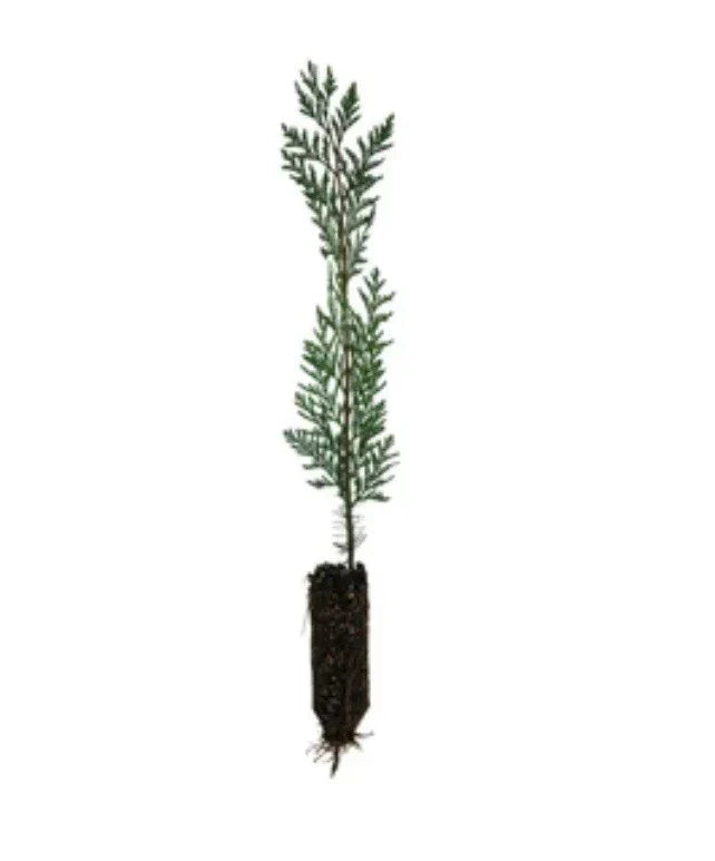 Eastern Red Cedar Seedlings 12-18 Inches Bare Root Organic Juniperus virginiana Trees for Landscaping Free Shipping