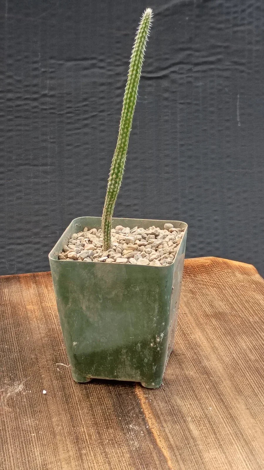 Echinocereus poselgeri Cactus Plant – Texas Native Purple Flowering Succulent – Spiny, Easy-Care, Compact, Unique Texture