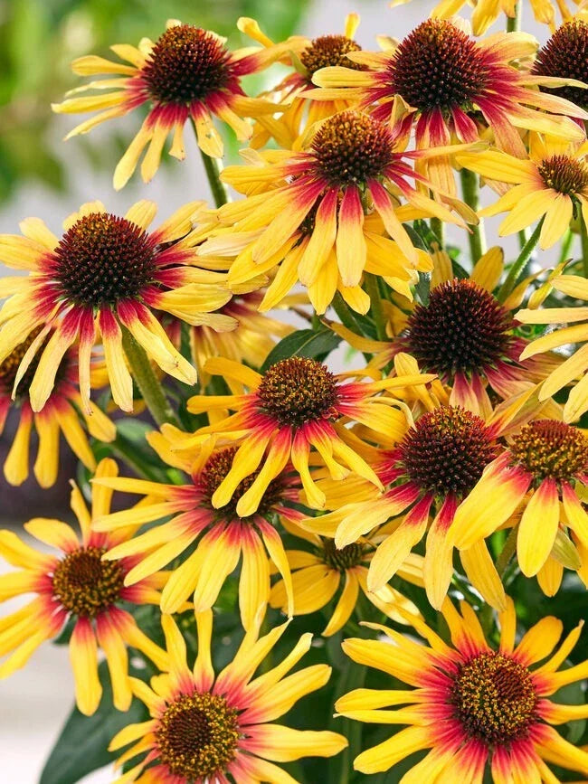 Sunseeker Coneflower Seeds - 200+ Pack Echinacea purpurea Perennial for Garden Beds, Borders & Containers