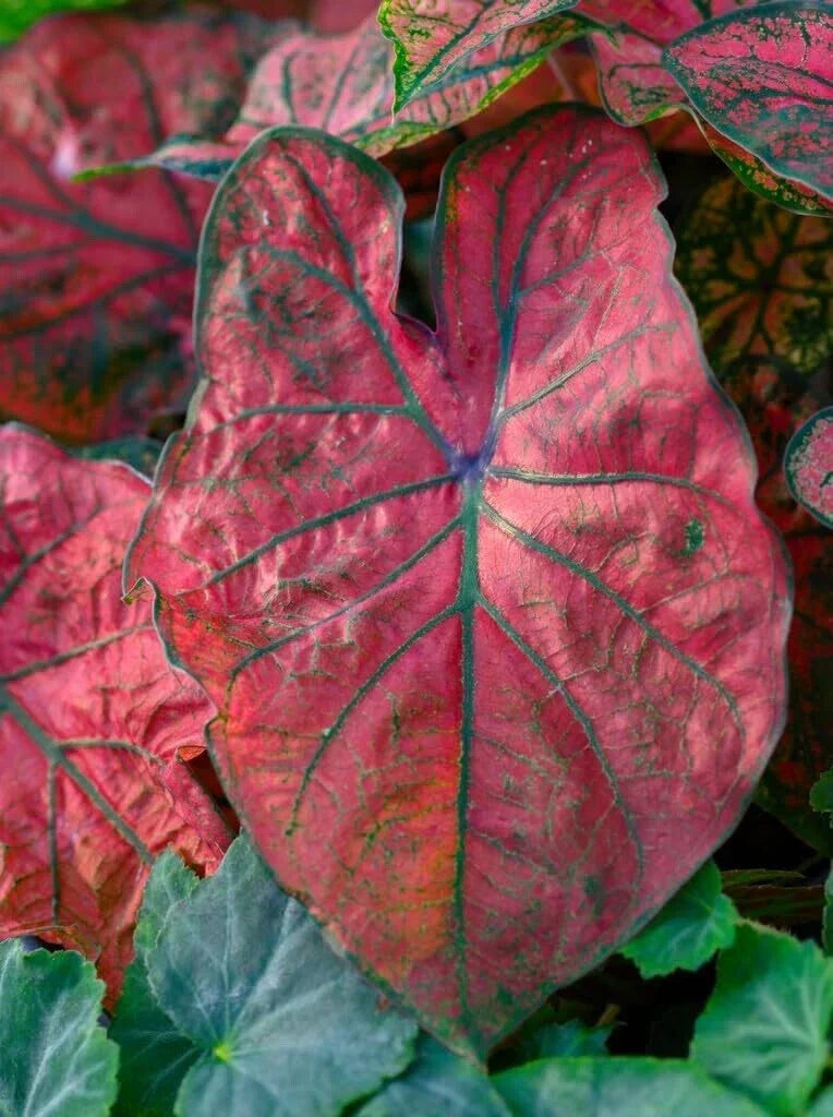 Festiva Caladium Bulbs for Planting – 6 Bulbs, Colorful Foliage, Caladium bicolor, Shade-Loving, Low Maintenance