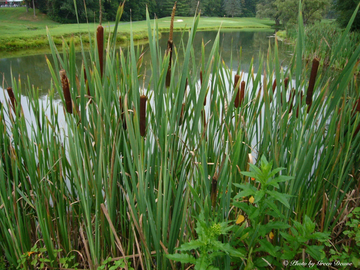 Cattail Seeds 100 Pack – Typha latifolia Wetland Perennial for Dried Flower Arrangements & Landscaping