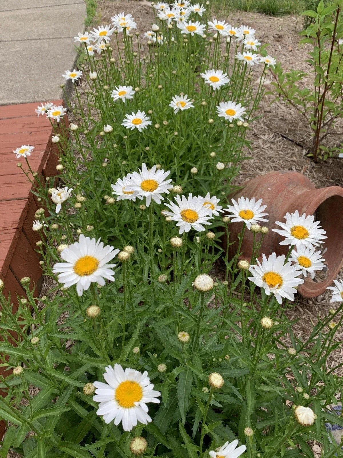 Shasta Daisy Plant Bare Root Leucanthemum × superbum Perennial Flower for Garden, White Blooms, Pollinator Attractant