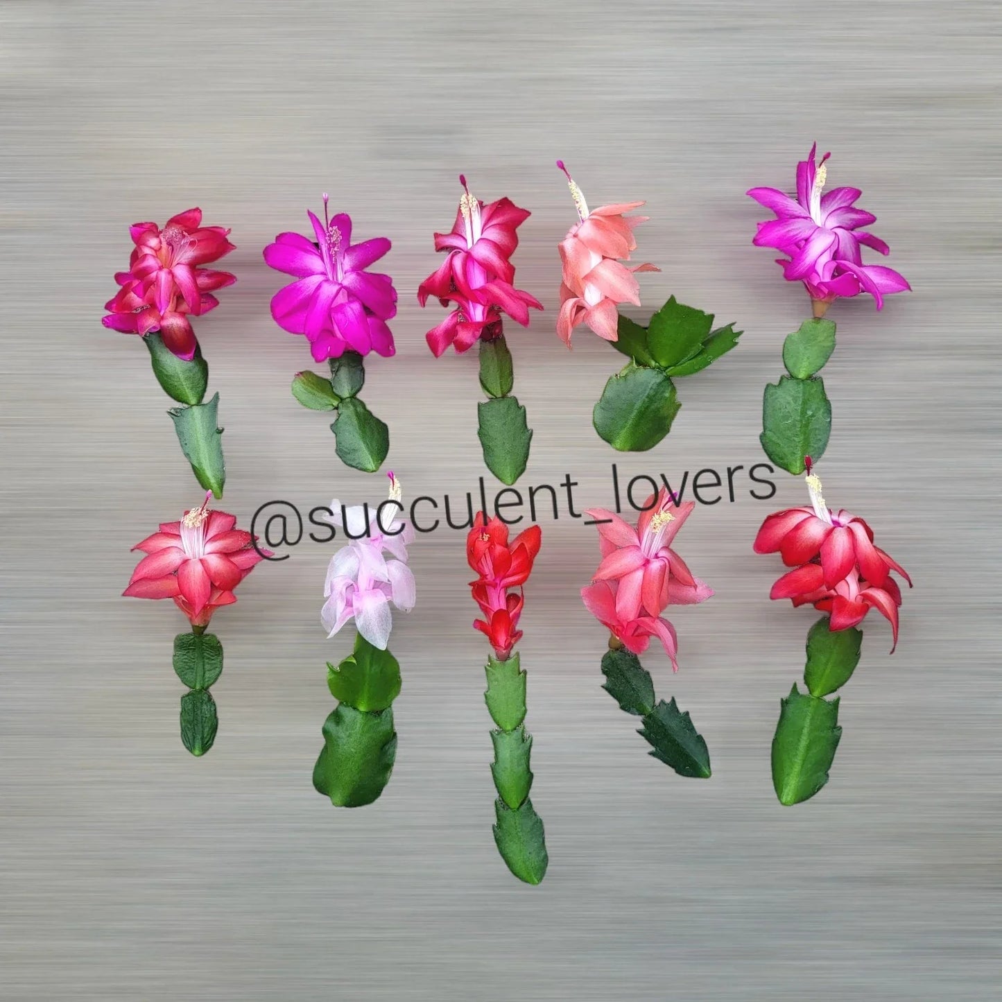Thanksgiving Cactus Cuttings - 10 Fresh Schlumbergera Truncata Varieties for Indoor Gardening & Holiday Decor