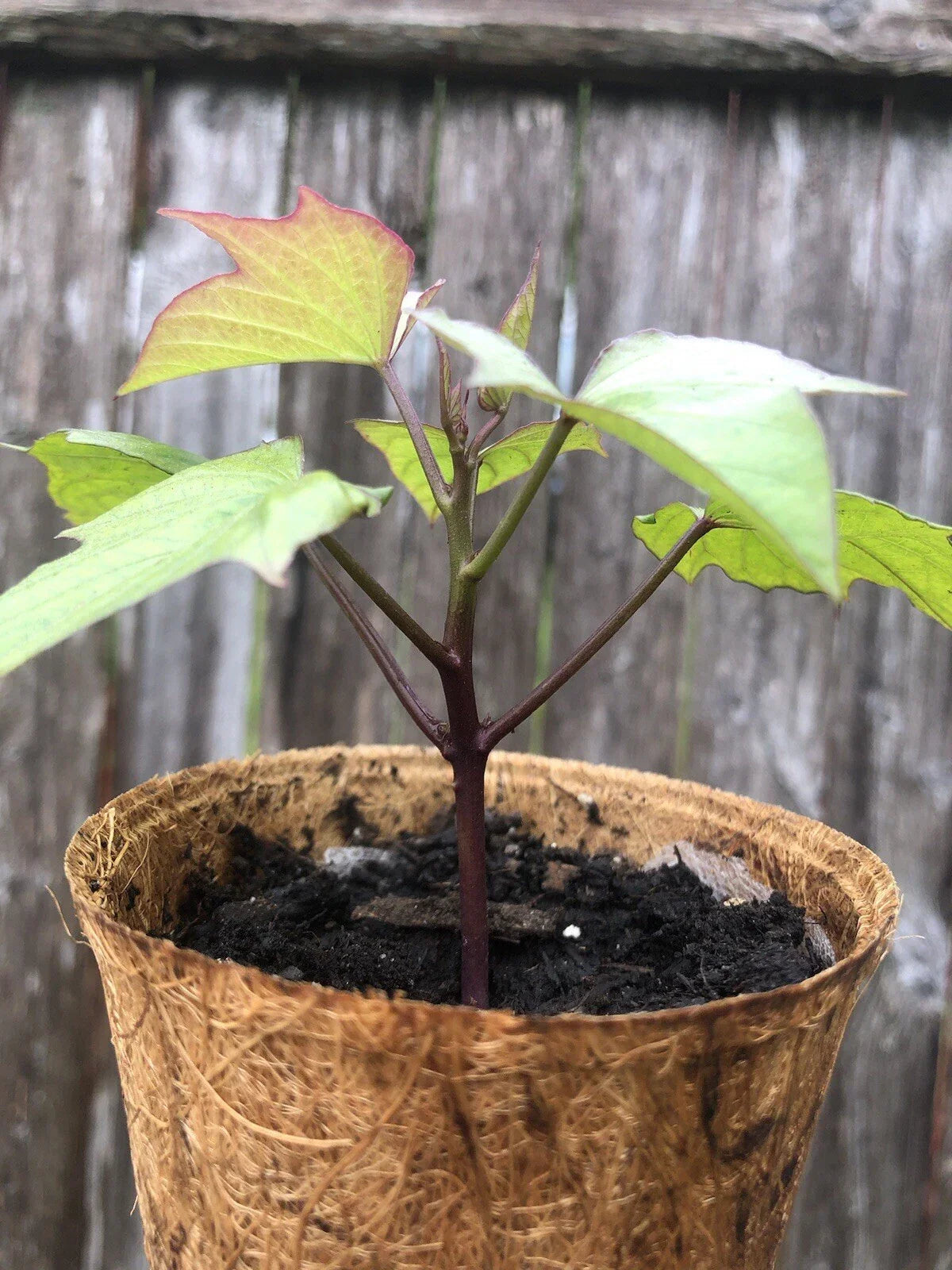 Rooted Purple Sweet Potato Plants - 3 Pack in Coir Pots - Ipomoea batatas - Live Garden Plants for Containers & Gardens