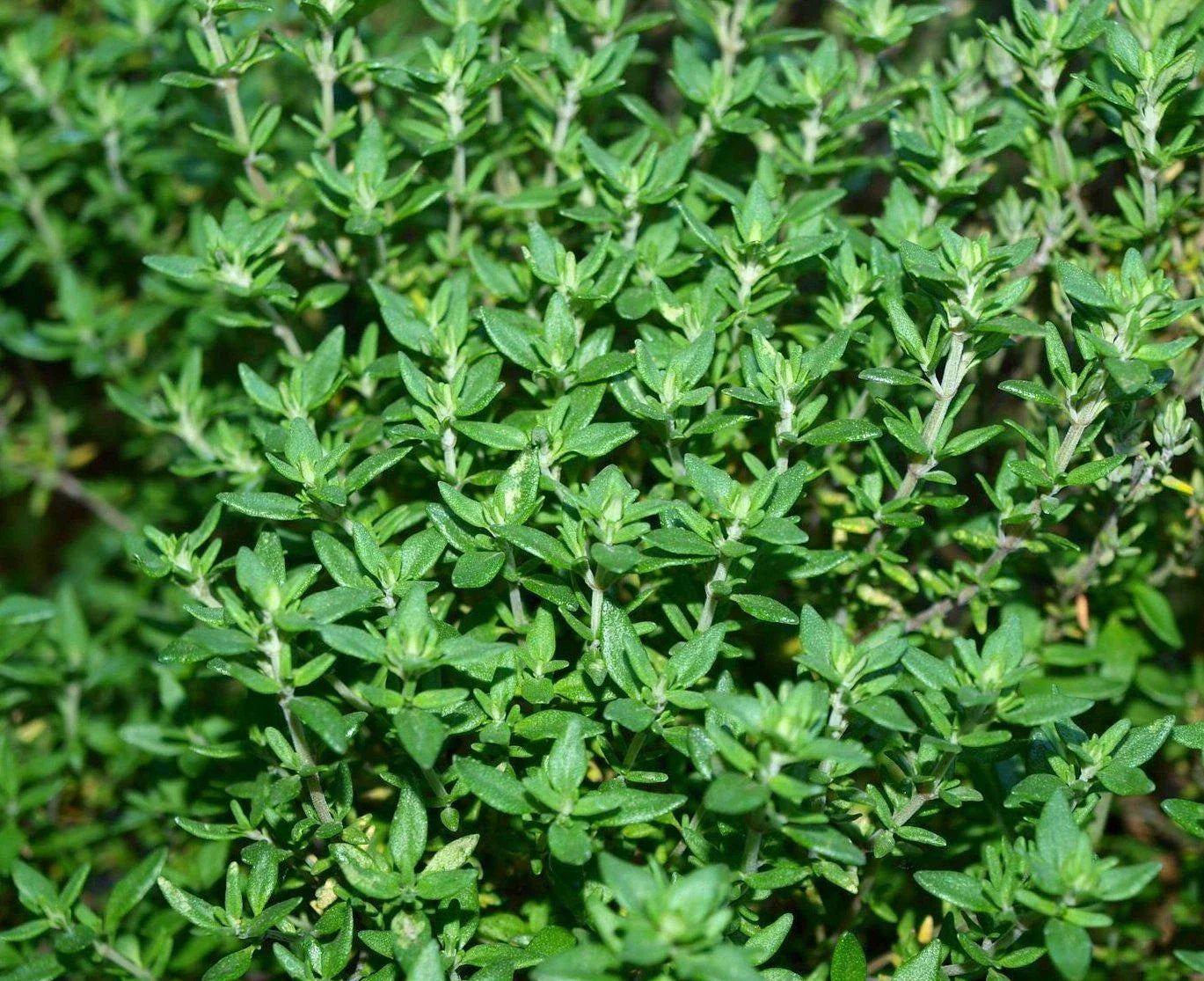 Thyme Herb Seeds Pack - 500+ Non-GMO Thymus vulgaris Culinary Seeds for Herb Garden, Indoor & Outdoor Gardening