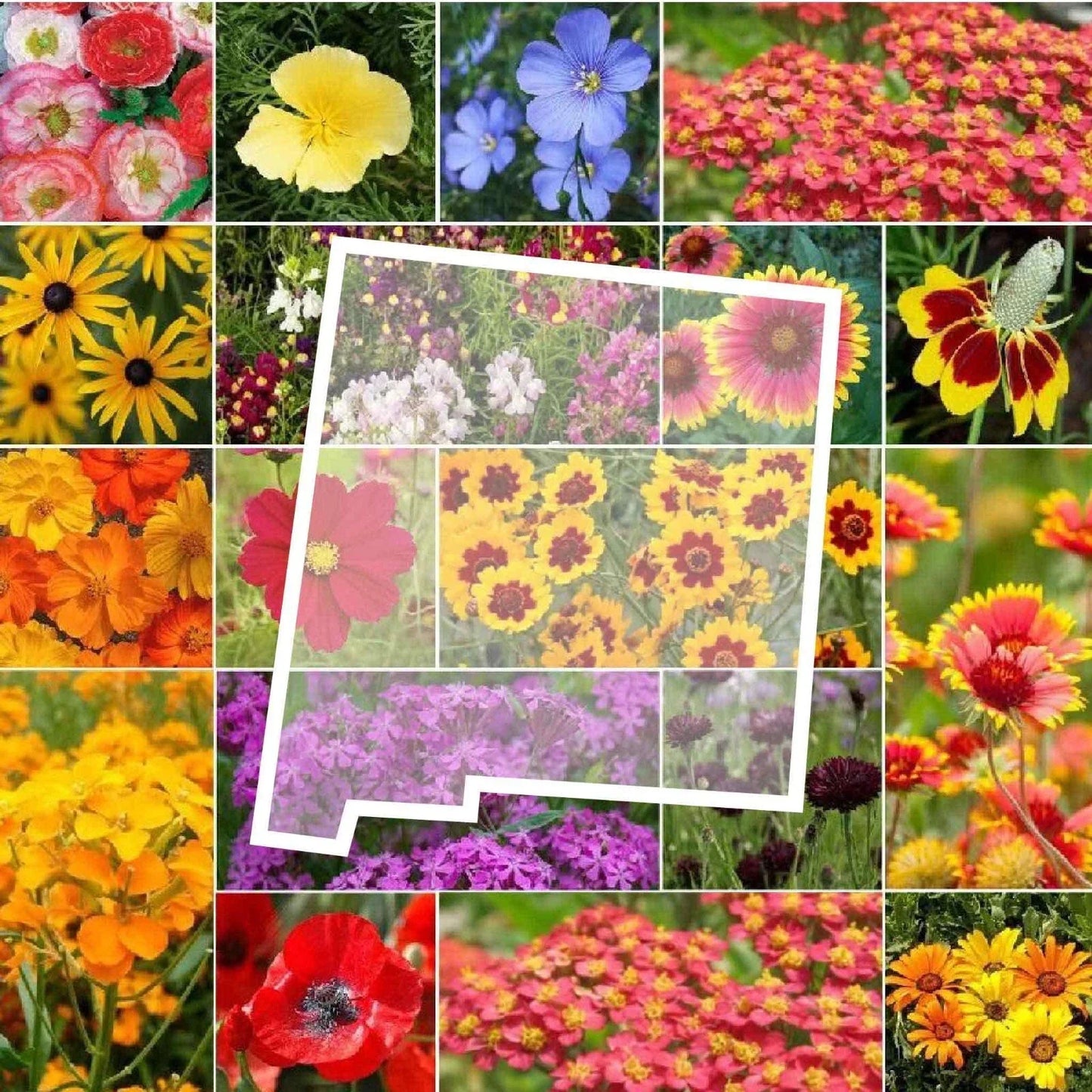 Wildflower Seed Mix - 1000 Non-GMO Native New Mexico Wildflowers for Gardens, Meadows & Pollinators