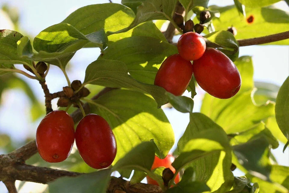 Cornelian Cherry Seeds - 15 Pack - Cornus mas Hardy Fruit Tree Seeds for Home Garden, Landscaping, Edible Fruits, Pollinator Attractant