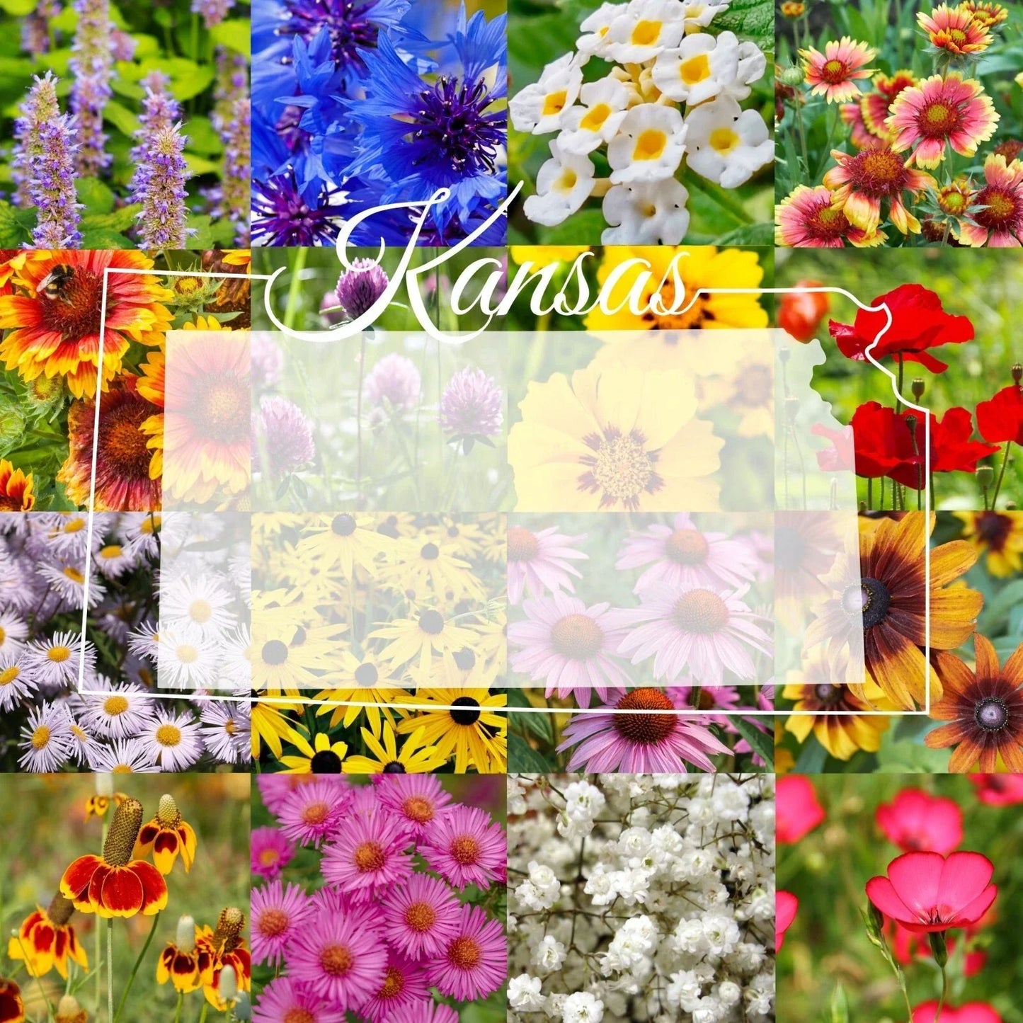 Bulk Wildflower Seed Mix 1/4LB Eastern Kansas Native Wildflowers for Pollinators, Covering 2000 sq ft