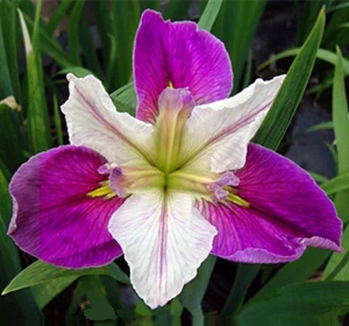 Bi-Color Louisiana Iris Plant | Live Aquatic Marginal Pond Plant | Iris fulva | Buy 2 Get 1 Free