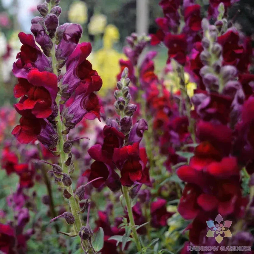 Snapdragon Seeds - 1000+ Snappy Black Prince - Antirrhinum majus Garden Flower Seeds for Borders & Containers - USA Free Shipping