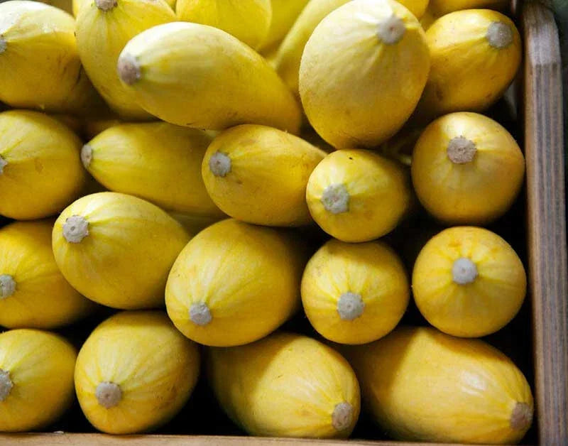 Yellow Squash Seeds Pack - Cucurbita pepo, Non-GMO, Bush Type, Garden Planting, USA Grown, Full Sun, Bountiful Harvest