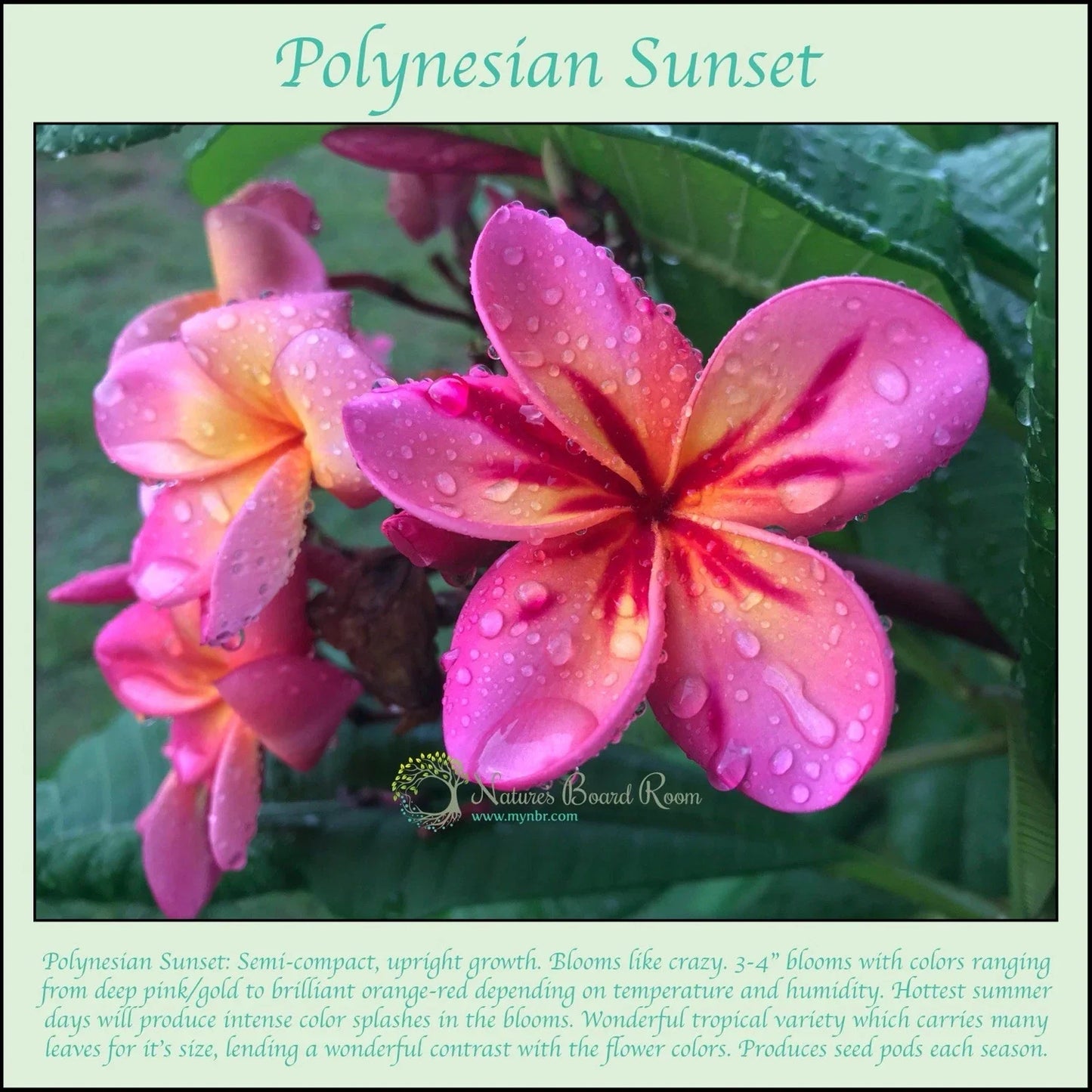 Polynesian Sunset Plumeria Rooted Cutting - Fragrant Flowering Plant - Plumeria rubra - Tropical Garden or Indoor Plant