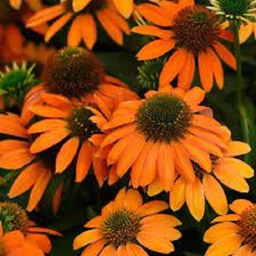 50 Coneflower Seeds - Soft Orange Echinacea purpurea Perennial Flower Seeds for Garden, Pollinator Attracting, Non-GMO, USA Grown