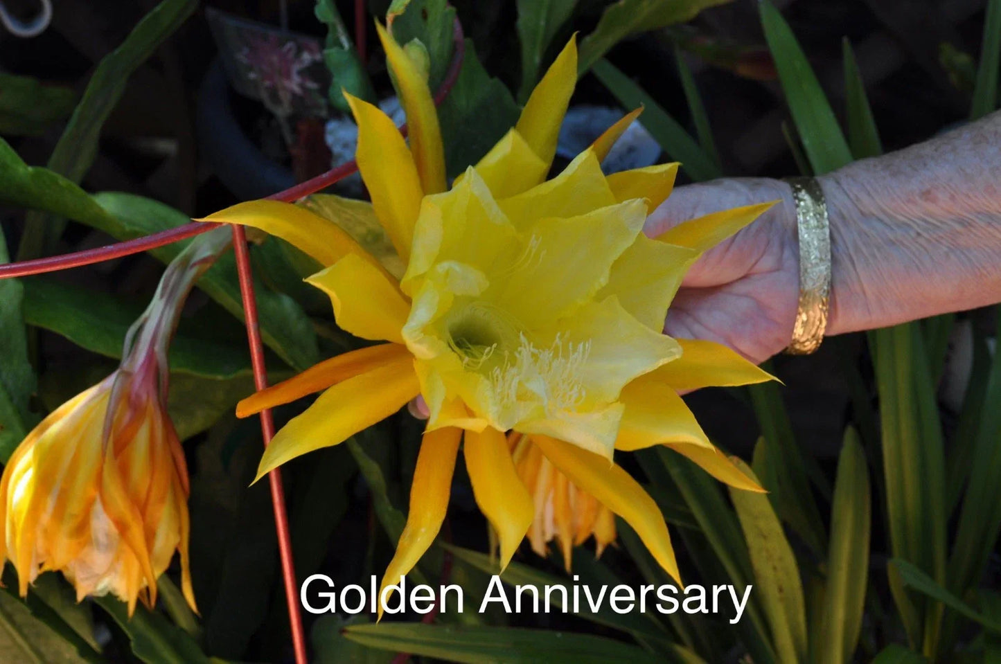 Epiphyllum Orchid Cactus Cuttings 4 Rooted with New Growth Hybrid Epiphyllum sp.