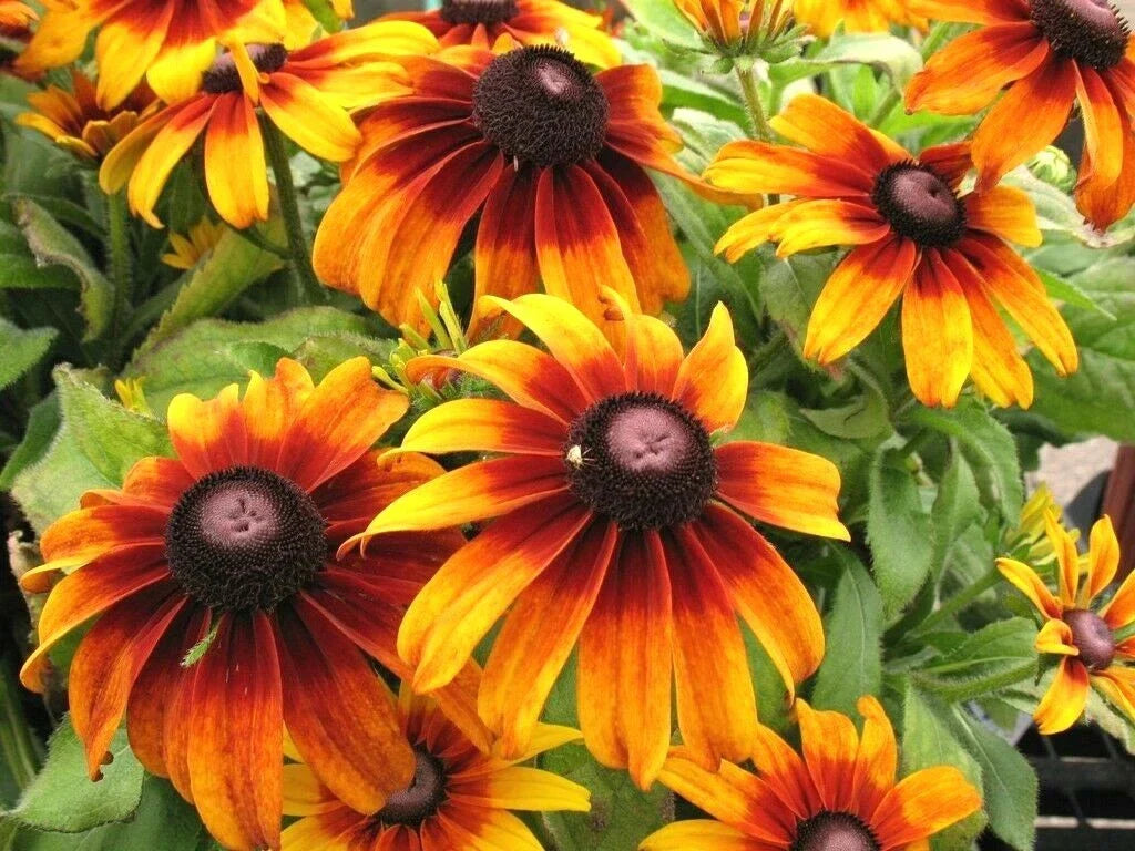 Gloriosa Daisy Seeds - 2000+ Rudbeckia hirta Wildflower Seeds for Garden, Container, Pollinator Attracting, Deer-Resistant, Native Perennial