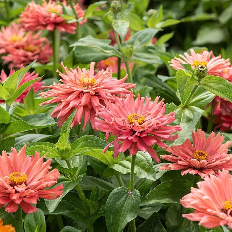 Senorita Zinnia Seeds Pack of 100+ – Colorful Garden Flowers – Zinnia elegans – Easy to Grow, Butterfly Attracting, USA Grown