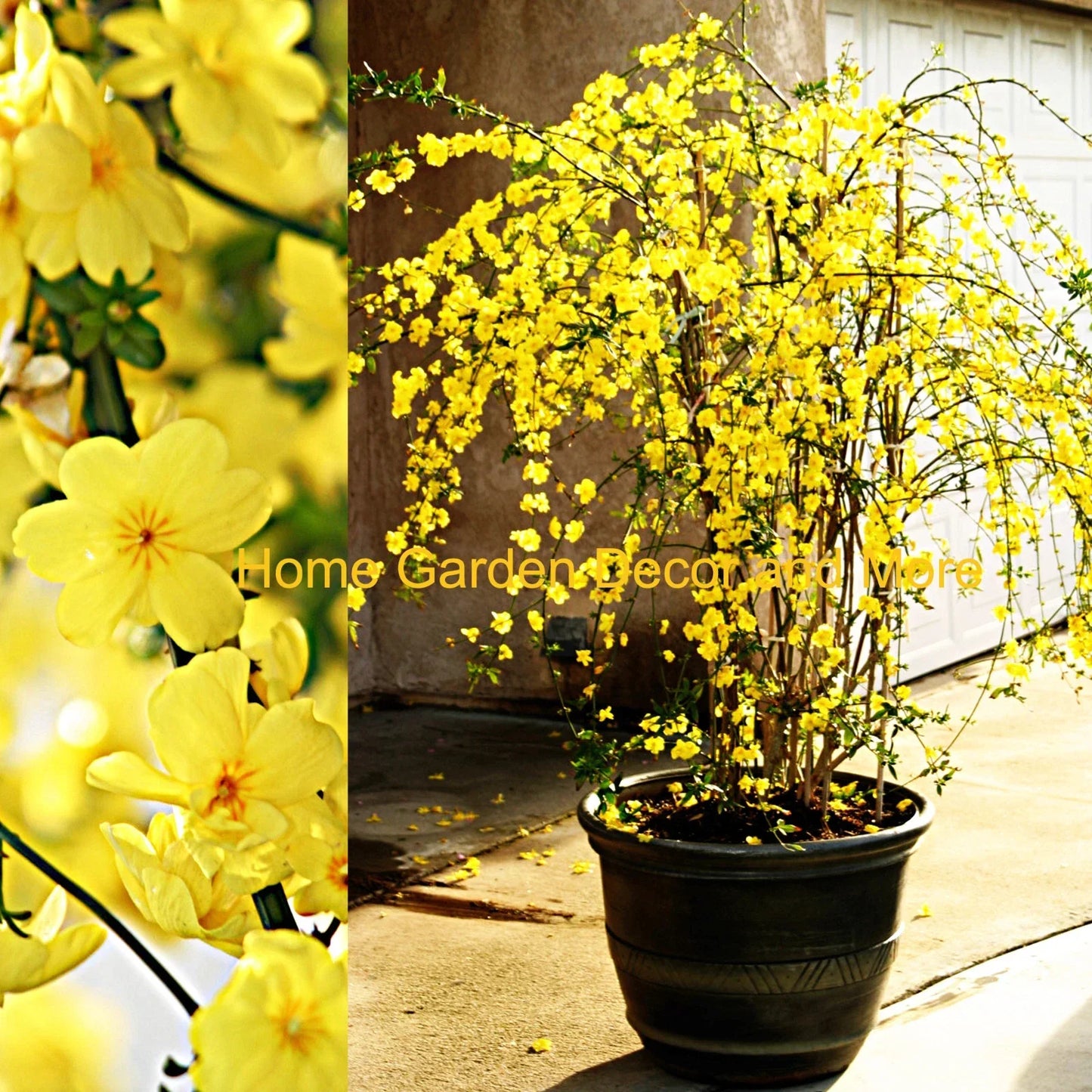 Winter Jasmine Cuttings 12" Bright Yellow Flowers Jasminum nudiflorum 5 Pack for Gardening, Hardy Shrub, Late Winter Bloom