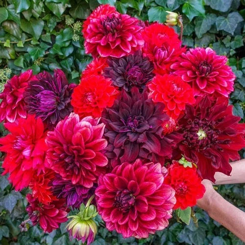 25 Dahlia Seeds Stark Raving Red Perennial Flowering Blooms Dahlia pinnata for Garden, Border, Container