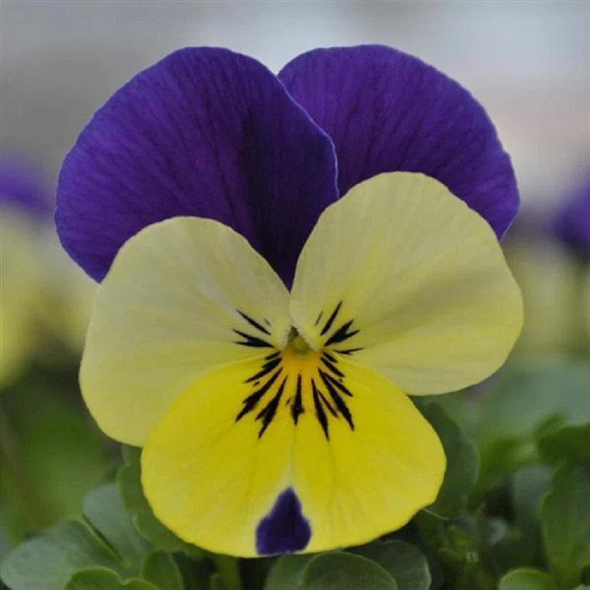 Viola Seeds 50 Pack - Quicktime Lemon Jump Up Viola × wittrockiana Bright Yellow Flowers for Garden & Containers