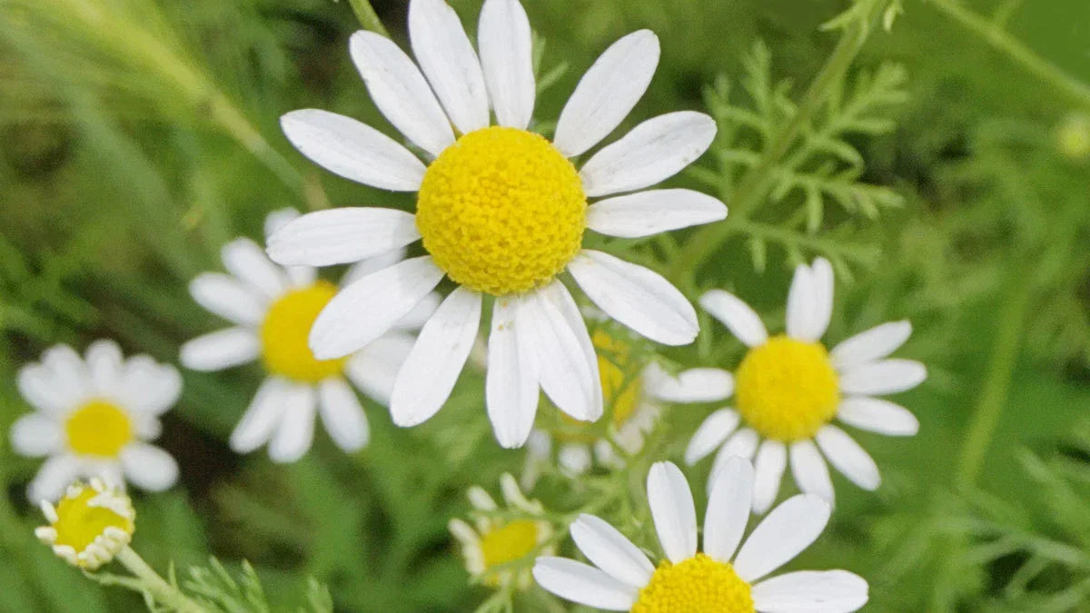 Roman Chamomile Seeds, Non-GMO Ground Cover for Tea & Medicine, Matricaria chamomilla, Medicinal Herb, Easy to Grow