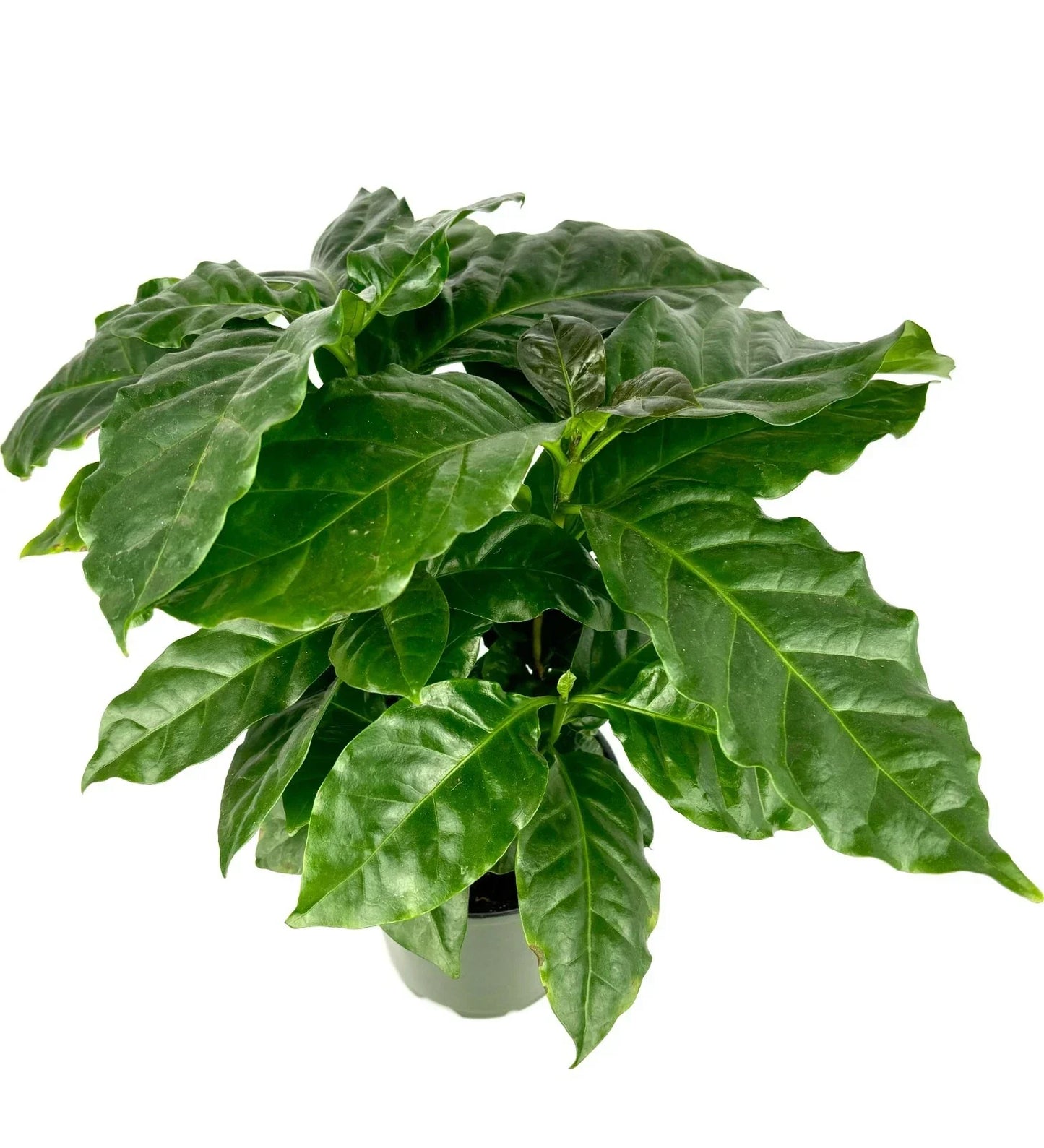 Coffee Plant 4-Inch Pot Coffea Arabica Air Purifying House Plant Easy Care Indoor Greenery