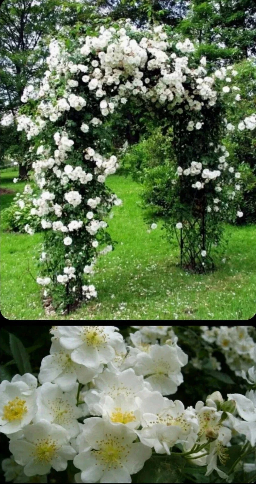 Wild White Climbing Rose Bare Root Plant – 3-4 Ft Hardy Rosa multiflora for Garden, Fence, Trellis, All-Natural, Easy Care