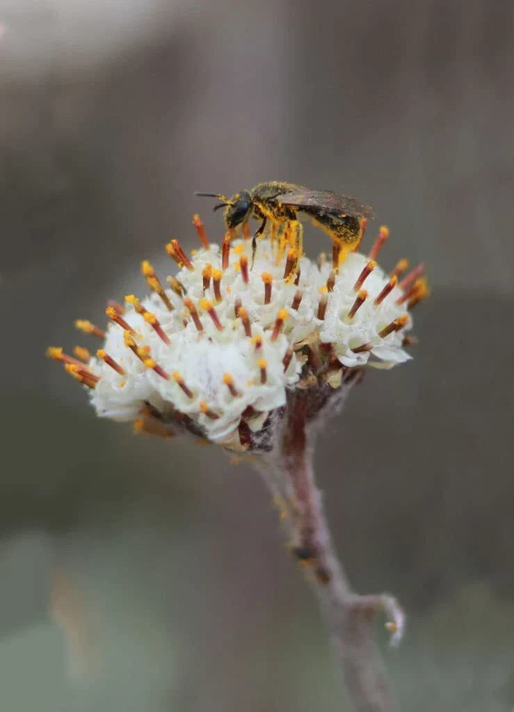 Prairie Pussytoes Seeds - 100 Seeds - Antennaria neglecta - Native Wildflower for Pollinator Gardens and Prairie Restoration