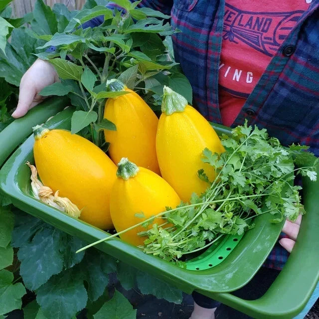 Golden Egg Zucchini Seeds - Heirloom Cucurbita pepo, 25+ Pack, Full Sun, Bush Variety, Non-GMO, USA