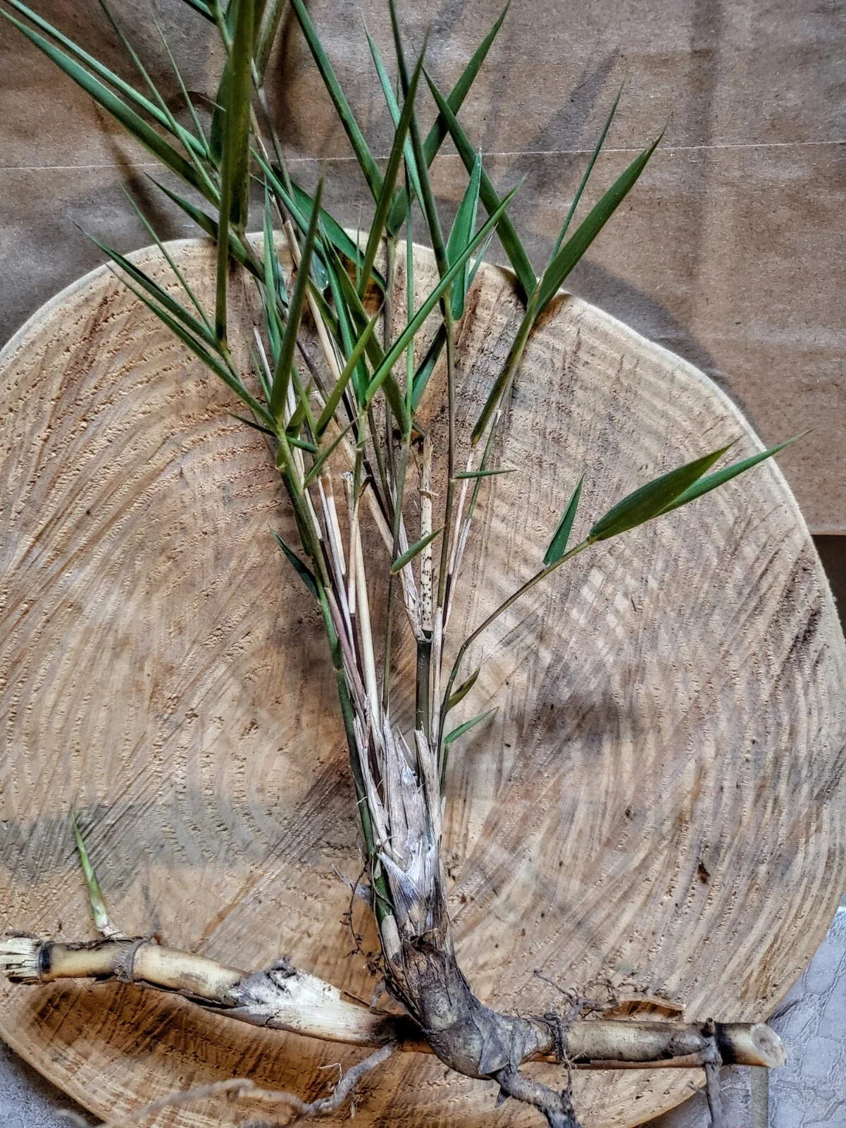 Giant River Cane Live Plant Start – Arundinaria gigantea, Native Ornamental Grass for Landscaping & Erosion Control