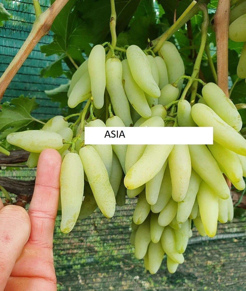 Seedless Grape Vine Cuttings – 5 Rooting/Grafting Cuttings – Asia Variety – Imported from Ukraine – Fruit-Bearing Vines