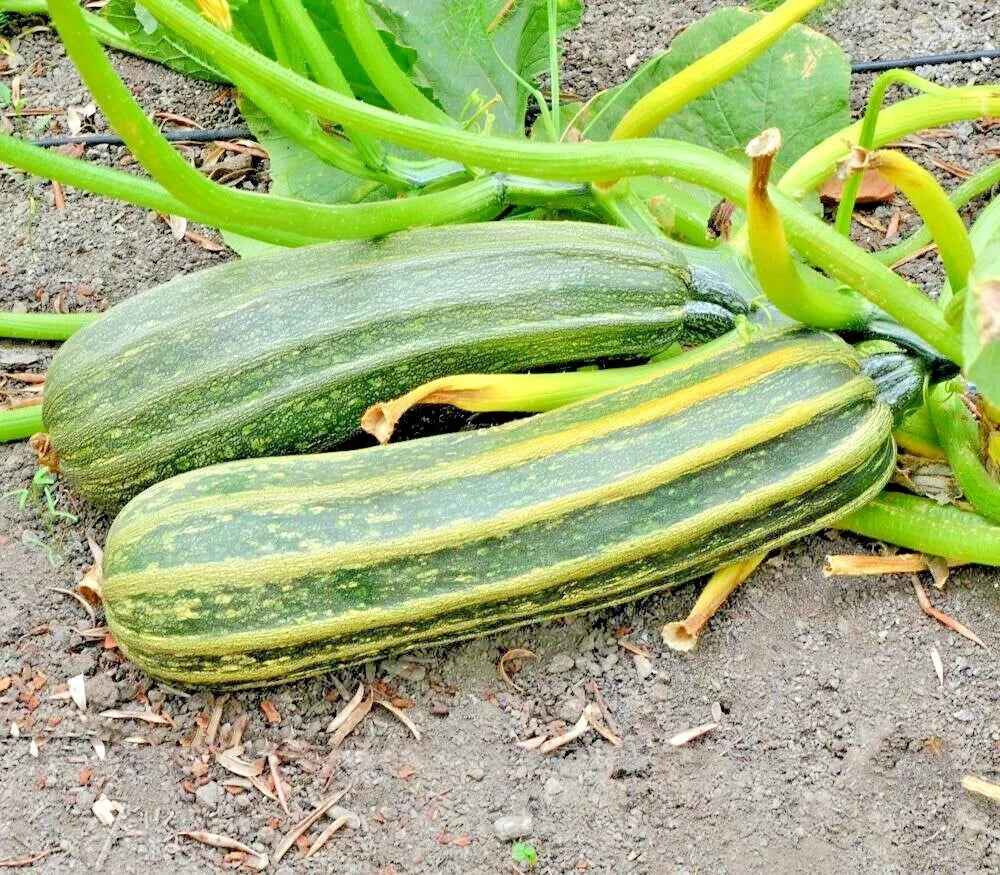 Cocozelle Zucchini Seeds – Organic Heirloom Cucurbita pepo for Container Gardening, Tender Summer Vegetable, Non-GMO, 36+ Seeds