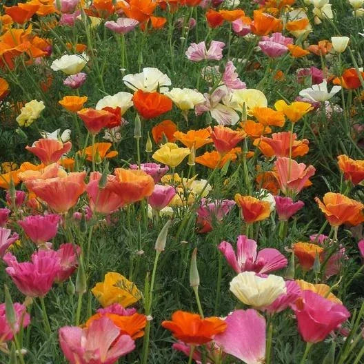 California Poppy Seeds - Mission Bells Mix, Vibrant Colors, Non-GMO, 1000 Seeds, Eschscholzia californica, Annual Flower for Gardens
