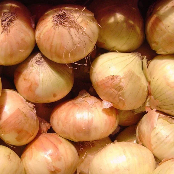 Walla Walla Sweet Onion Seeds | Heirloom Non-GMO Vegetable Seeds | Allium cepa | Pack of 200 Seeds