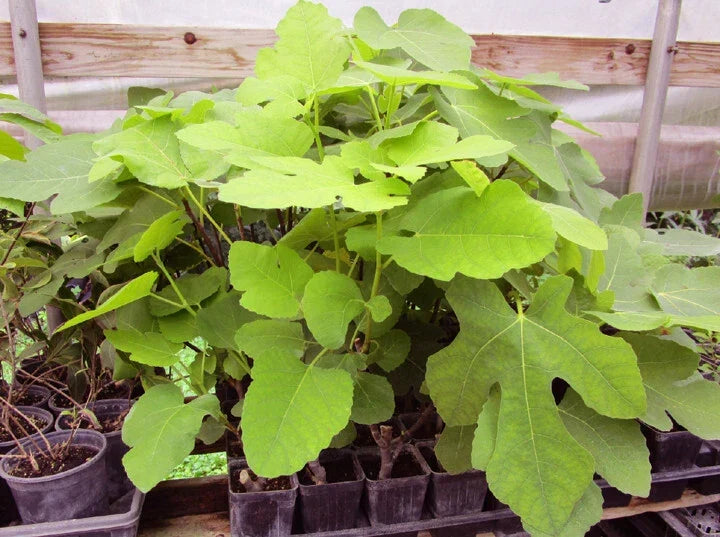 Brown Turkey Fig Live Rooted Plant - Ficus carica Edible Fruit Tree for Home Gardens
